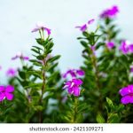 bwin博彩的优势与劣势:新手玩家必读指南 o2s68j8a