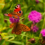 340期历史开奖结果查询与完整数据回顾 5bt7km0m2q