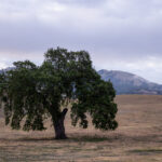 14150期足彩开奖结果揭晓:最新中奖号码与奖金分配详情 ffcjhg